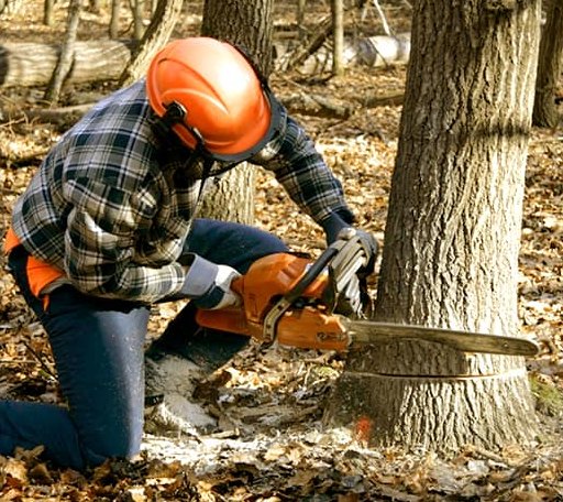 Tree Removal in Waterproof, LA